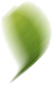 ani_leaf1