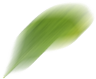 ani_leaf2