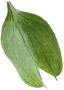 ani_leaf4