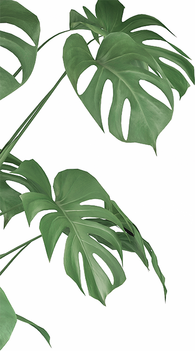 leaf1